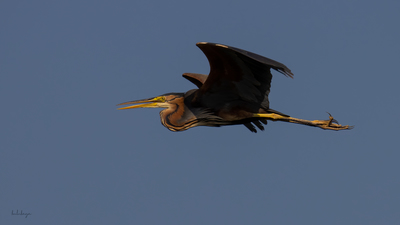 Erguvani Balıkçıl (Ardea purpurea) - Muğla / Ortaca kuş fotoğrafı