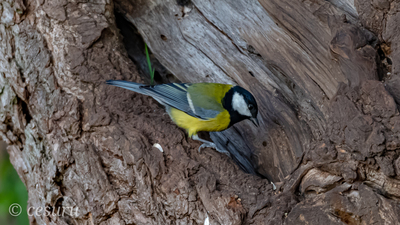 Büyük Baştankara (Parus major) - - / - kuş fotoğrafı