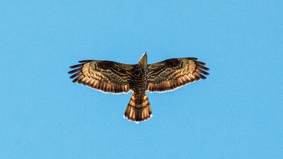 Arı Şahini (Pernis apivorus) - Kırklareli / Merkez kuş fotoğrafı