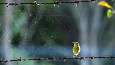 Söğütbülbülü (Phylloscopus trochilus) - Kırklareli / Demirköy kuş fotoğrafı