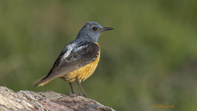 Taşkızılı (Monticola saxatilis) - Ankara / Ayaş kuş fotoğrafı