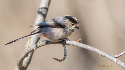 Uzunkuyruklu Baştankara (Aegithalos caudatus) - Ankara / Ayaş kuş fotoğrafı