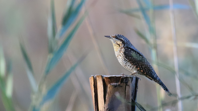 Boyunçeviren (Jynx torquilla) - Muğla / Ula kuş fotoğrafı