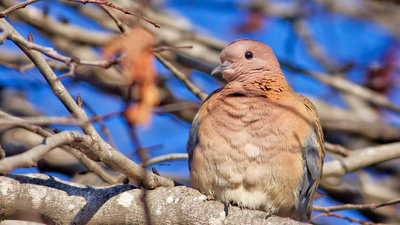 Küçük Kumru (Spilopelia senegalensis) - Adana / Karataş kuş fotoğrafı