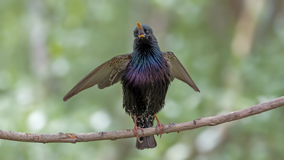 Sığırcık (Sturnus vulgaris) - Ankara / Çankaya kuş fotoğrafı