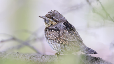 Boyunçeviren (Jynx torquilla) - İstanbul / Maltepe kuş fotoğrafı