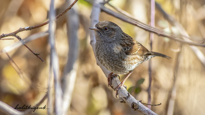 Dağbülbülü (Prunella modularis) - Ankara / Kahramankazan kuş fotoğrafı