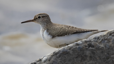 Dere Düdükçünü (Actitis hypoleucos) - Gaziantep / Oğuzeli kuş fotoğrafı