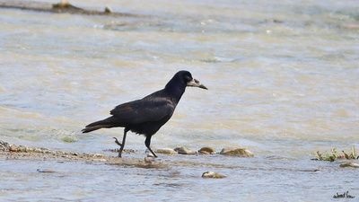 Ekin Kargası (Corvus frugilegus) - Kastamonu / Abana kuş fotoğrafı