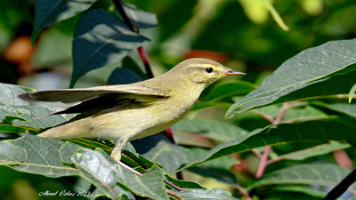 Söğütbülbülü (Phylloscopus trochilus) - İstanbul / Sarıyer kuş fotoğrafı