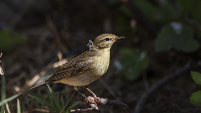 Söğütbülbülü (Phylloscopus trochilus) - Burdur / Bucak kuş fotoğrafı