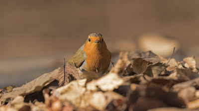Kızılgerdan (Erithacus rubecula) - İstanbul / Eyüpsultan kuş fotoğrafı