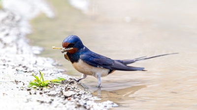 Kır Kırlangıcı (Hirundo rustica) - Rize / Merkez kuş fotoğrafı