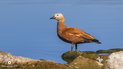 Angıt (Tadorna ferruginea) - Bolu / Yeniçağa kuş fotoğrafı