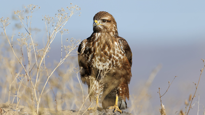 Kızıl Şahin (Buteo rufinus) - Erzurum / Yakutiye kuş fotoğrafı