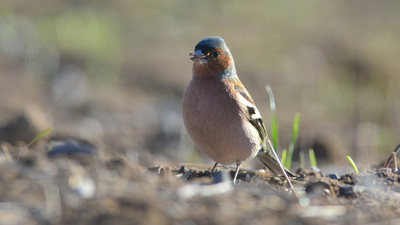 İspinoz (Fringilla coelebs) - Ankara / Gölbaşı kuş fotoğrafı