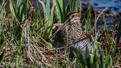 Suçulluğu (Gallinago gallinago) - - / - kuş fotoğrafı