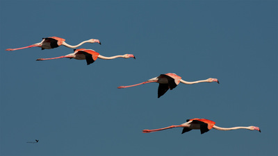 Flamingo (Phoenicopterus roseus) - Konya / Kulu kuş fotoğrafı