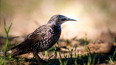 Sığırcık (Sturnus vulgaris) - Tokat / Zile kuş fotoğrafı