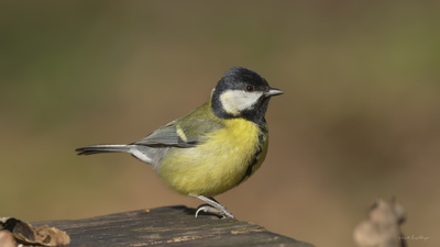 Büyük Baştankara (Parus major) - İstanbul / Eyüpsultan kuş fotoğrafı