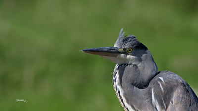 Gri Balıkçıl (Ardea cinerea) - İstanbul / Beykoz kuş fotoğrafı
