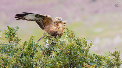 Kızıl Şahin (Buteo rufinus) - Bilecik / Söğüt kuş fotoğrafı