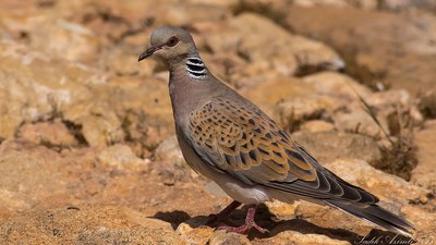 Üveyik (Streptopelia turtur) - KKTC / Girne kuş fotoğrafı