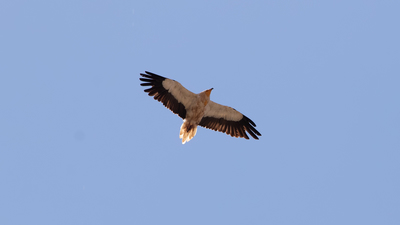 Küçük Akbaba (Neophron percnopterus) - Tokat / Zile kuş fotoğrafı