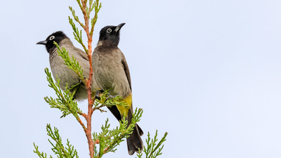 Arapbülbülü (Pycnonotus xanthopygos) - Antalya / Manavgat kuş fotoğrafı