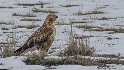 Kızıl Şahin (Buteo rufinus) - Isparta / Eğirdir kuş fotoğrafı