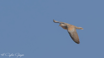 Üveyik (Streptopelia turtur) - Şanlıurfa / Birecik kuş fotoğrafı