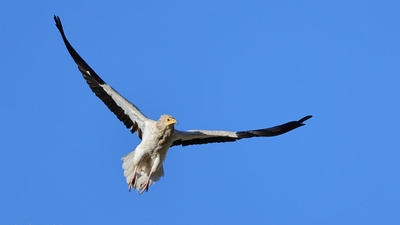Küçük Akbaba (Neophron percnopterus) - Sivas / Merkez kuş fotoğrafı