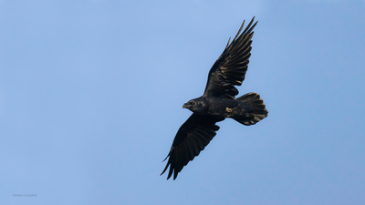 Kuzgun (Corvus corax) - Bilecik / Bozüyük kuş fotoğrafı