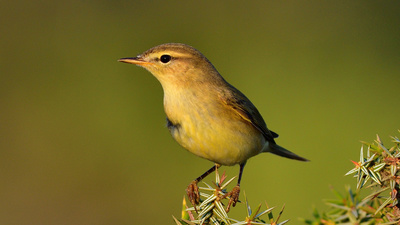 Söğütbülbülü (Phylloscopus trochilus) - İzmir / Çeşme kuş fotoğrafı