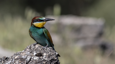 Arıkuşu (Merops apiaster) - Ankara / Kahramankazan kuş fotoğrafı