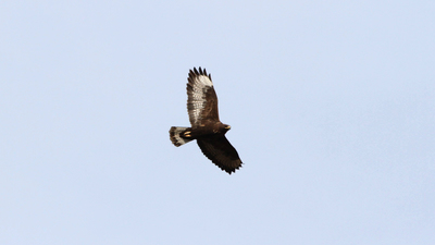 Kızıl Şahin (Buteo rufinus) - Tokat / Zile kuş fotoğrafı