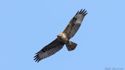 Kızıl Şahin (Buteo rufinus) - KKTC / Gazimagusa kuş fotoğrafı