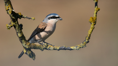 Kızılsırtlı Örümcekkuşu (Lanius collurio) - Samsun / Atakum kuş fotoğrafı