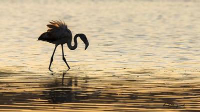 Flamingo (Phoenicopterus roseus) - Ankara / Gölbaşı kuş fotoğrafı