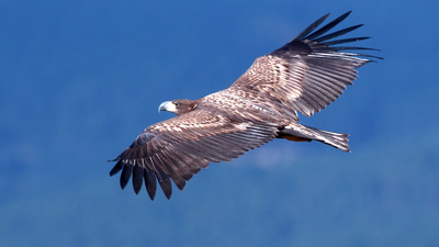 Akkuyruklu Kartal (Haliaeetus albicilla) - Bolu / Dörtdivan kuş fotoğrafı