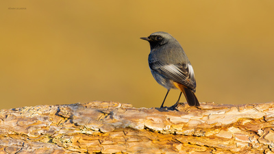 Kara Kızılkuyruk (Phoenicurus ochruros) - Bilecik / Bozüyük kuş fotoğrafı