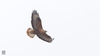 Kızıl Şahin (Buteo rufinus) - Ankara / Gölbaşı kuş fotoğrafı