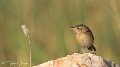 Yelpazekuyruk (Cisticola juncidis) - İzmir / Bergama kuş fotoğrafı