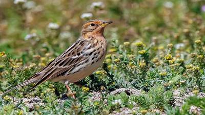Kızılgerdanlı İncirkuşu (Anthus cervinus) - Isparta / Senirkent kuş fotoğrafı