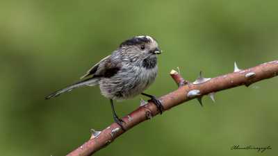 Uzunkuyruklu Baştankara (Aegithalos caudatus) - Ankara / Ayaş kuş fotoğrafı