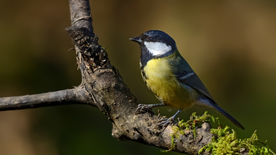 Büyük Baştankara (Parus major) - Denizli / Merkezefendi kuş fotoğrafı
