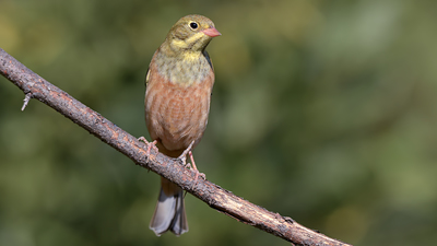 Kirazkuşu (Emberiza hortulana) - Denizli / Merkezefendi kuş fotoğrafı