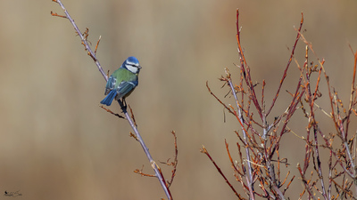 Mavi Baştankara (Cyanistes caeruleus) - Van / Gürpınar kuş fotoğrafı
