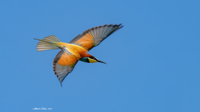 Arıkuşu (Merops apiaster) - İstanbul / Sarıyer kuş fotoğrafı
