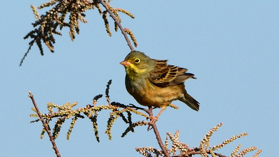 Kirazkuşu (Emberiza hortulana) - Kayseri / Yahyalı kuş fotoğrafı